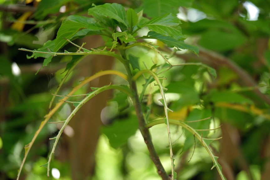 Close up of a Pisonia tree stripped of leaves