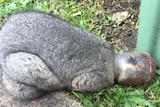 A possum with its head stuck in an empty jar of Nutella