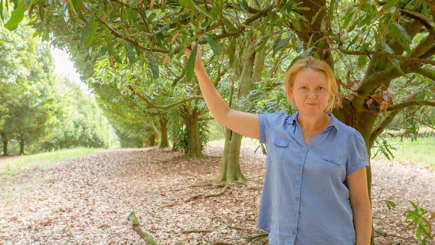 Cathy Nock standing in a macadamia orchard.