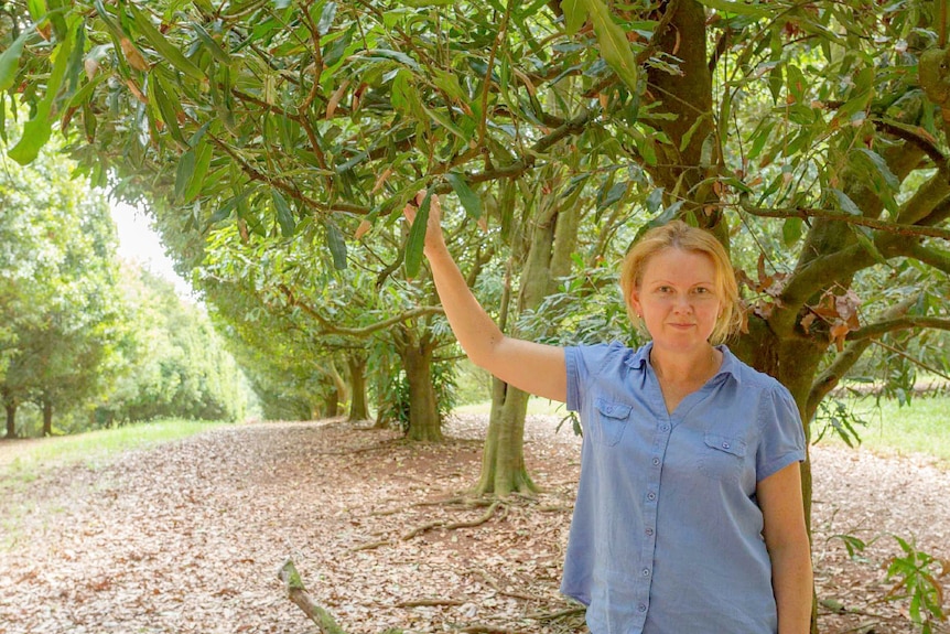 Cathy Nock standing in a macadamia orchard.