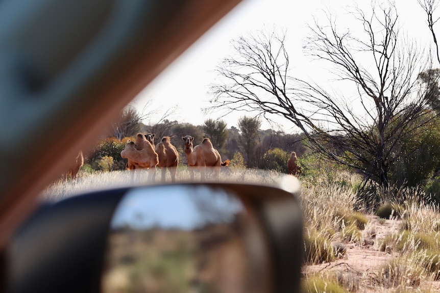 Five camels seen through a car's window.