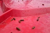 a red bin line with tiny poo droppings on it