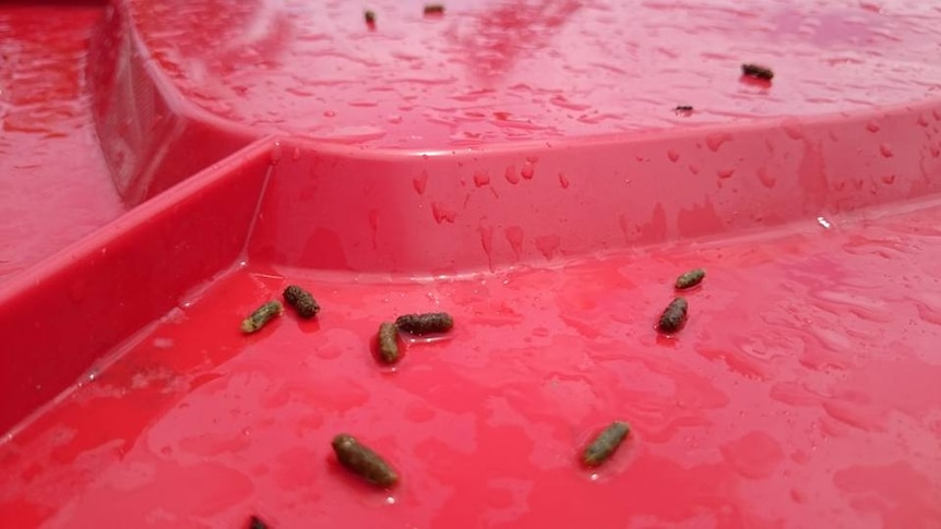 a red bin line with tiny poo droppings on it