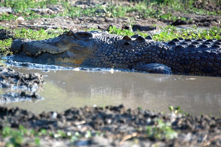 A saltwater crocodile in water.