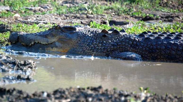 A saltwater crocodile in water.