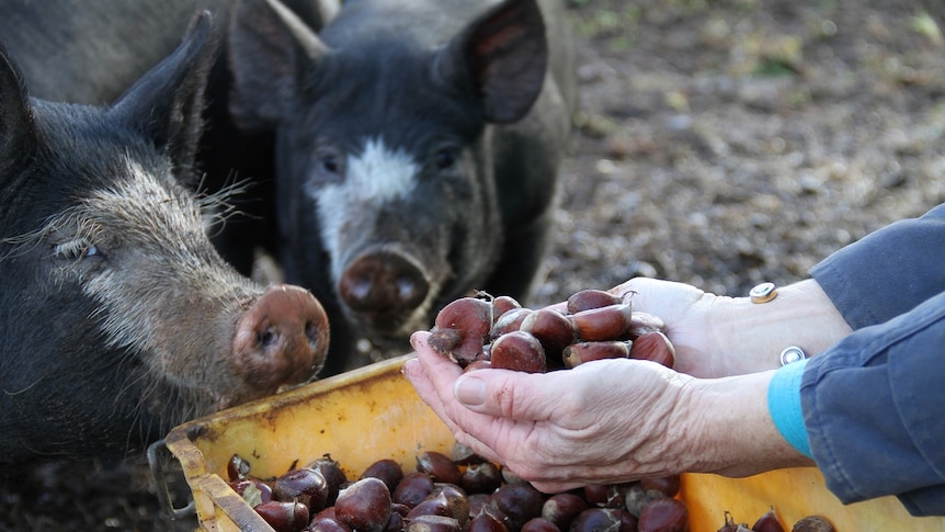 Berkshire pigs check out chestnut feed