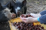 Berkshire pigs check out chestnut feed