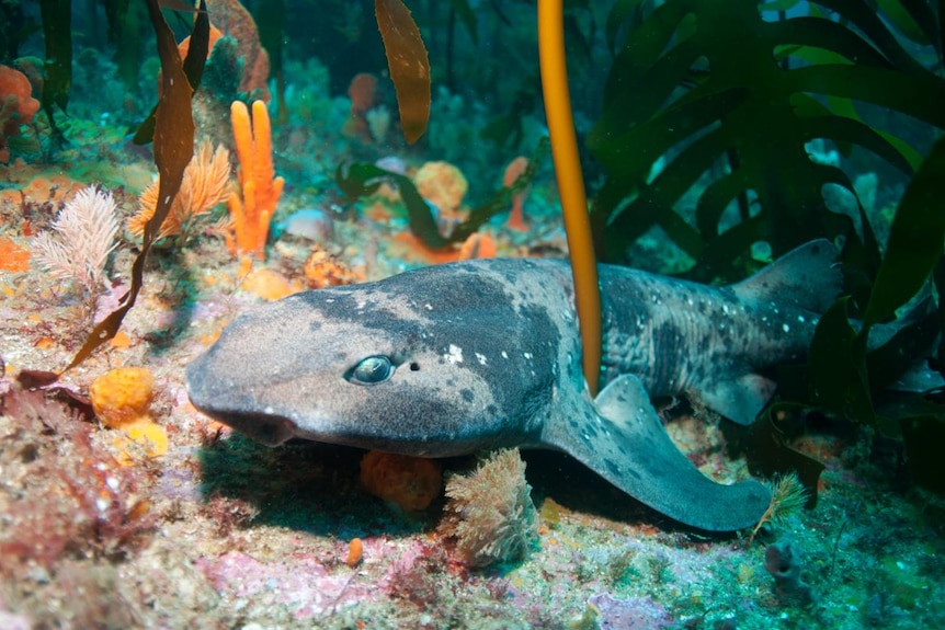 Small shark on the sea floor among coral and seaweed.