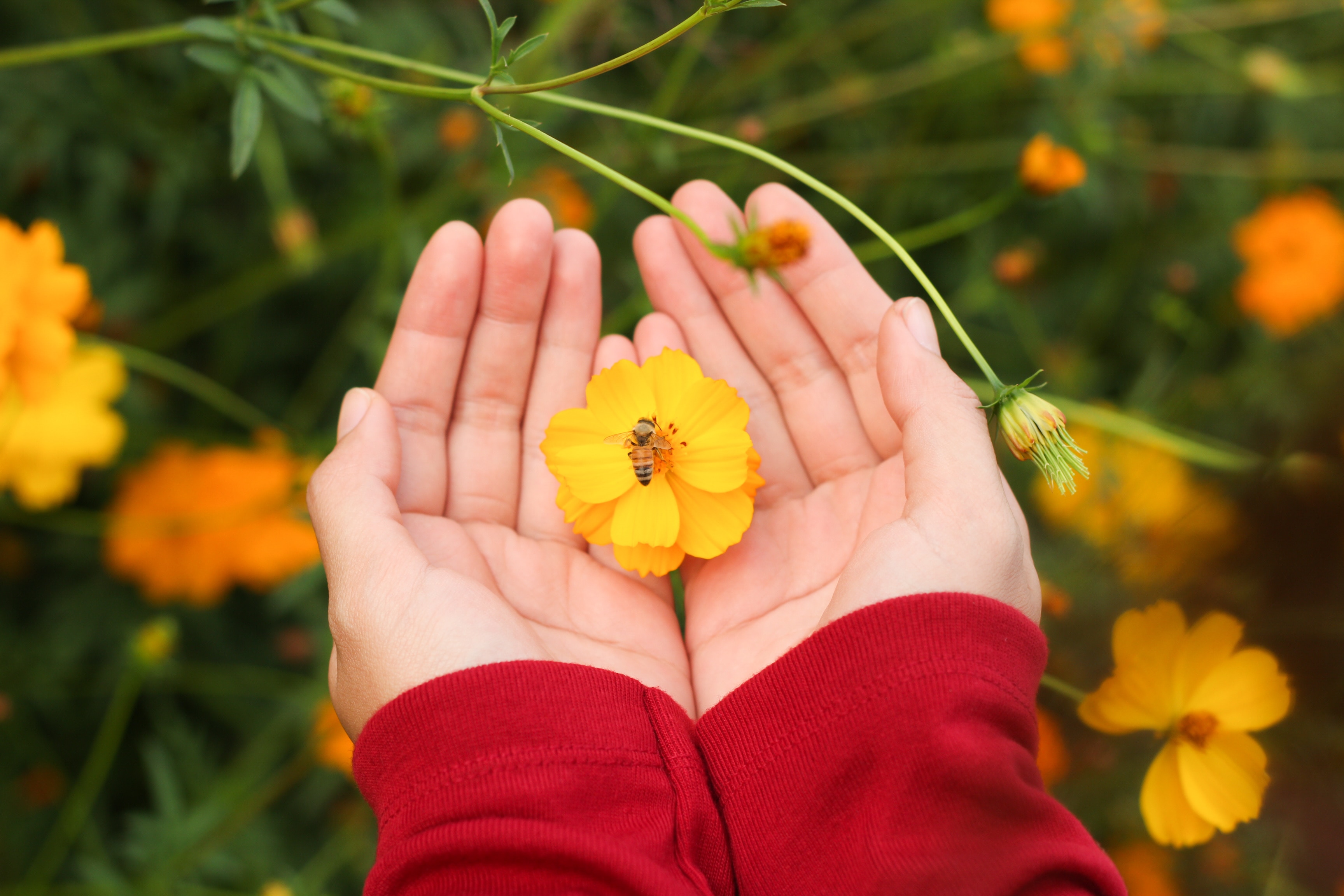 Bee in yellow flower with womans hands cupping flower.