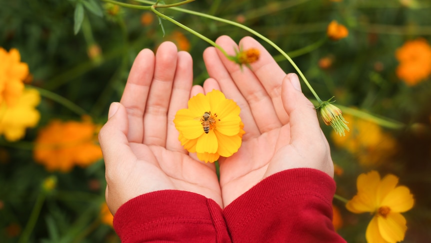 Bee in yellow flower with womans hands cupping flower.