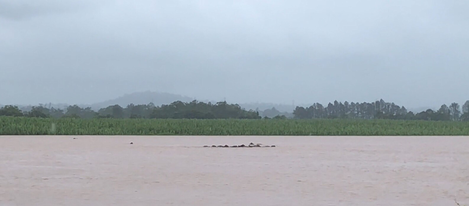 Cows swimming in floodwaters - ABC News