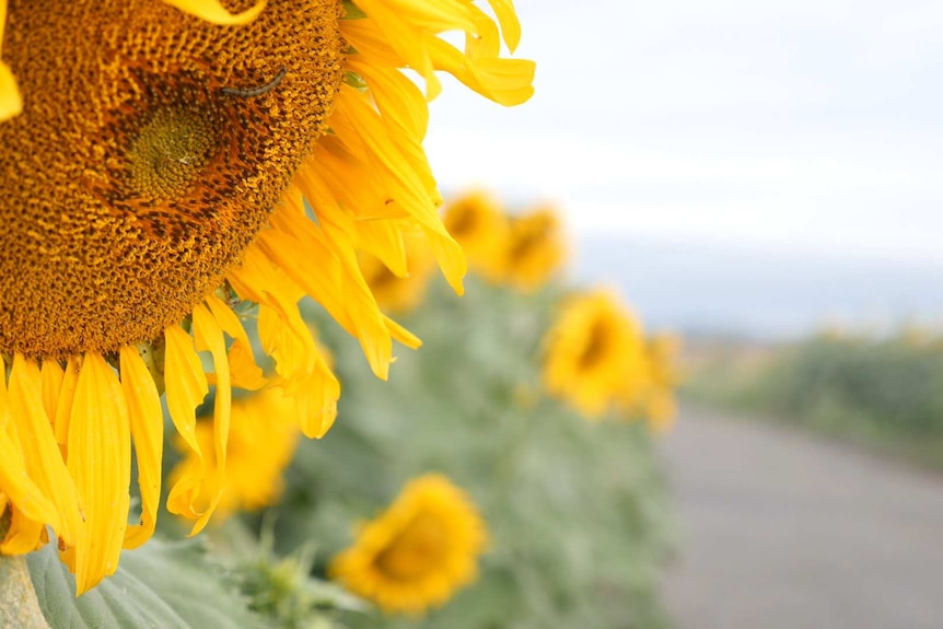 Sunflowers at Blackville on the Liverpool Plains, NSW