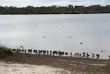 Bibra Lake in Perth