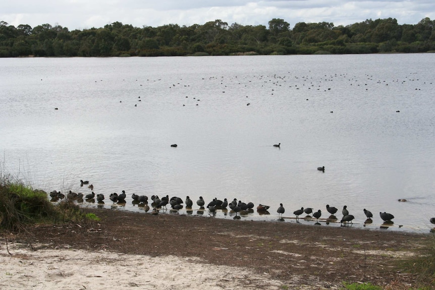 Birds gather on the shore of Bibra Lake in Perth.