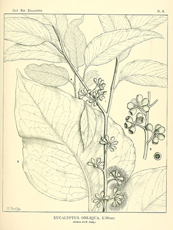 Illustration of Eucalyptus obliqua