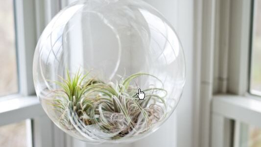 A round glass plant pot hanging on strong with a small plant inside