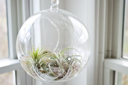 A round glass plant pot hanging on strong with a small plant inside