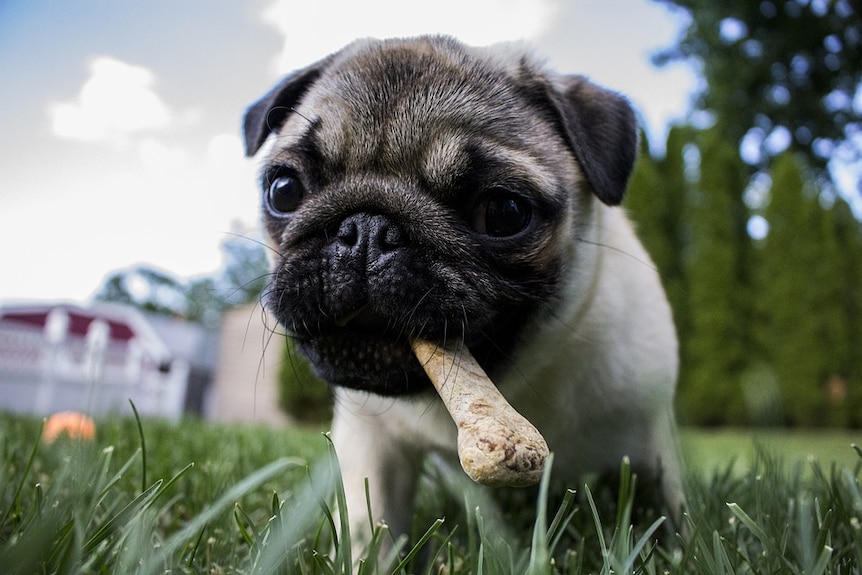 A small dog chews on a bone-shaped piece of dog food.