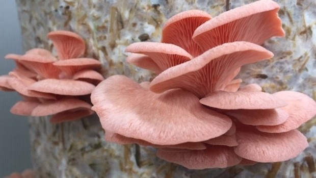 Clusters of flat, pale pink mushrooms.