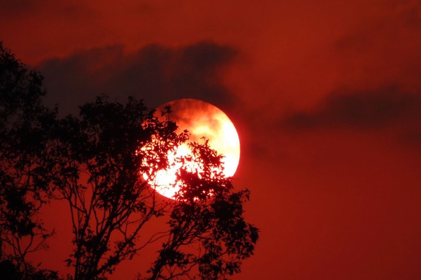 The sun glows in red, smoky sky. Tree branches are partially covering the sun.