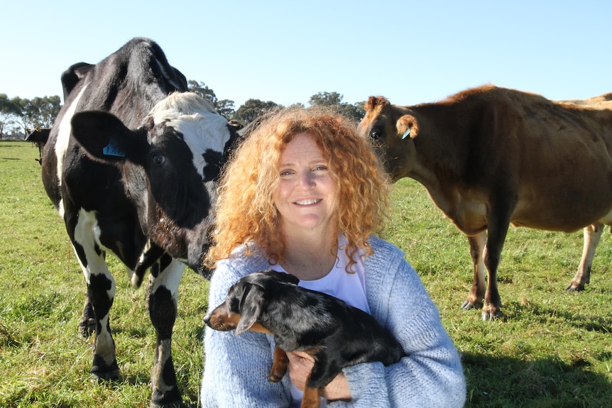 A woman holding a dog is surrounded by cows 
