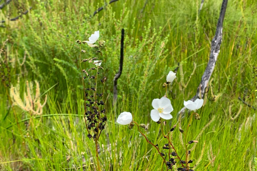 White flowers in amongst swamp reeds