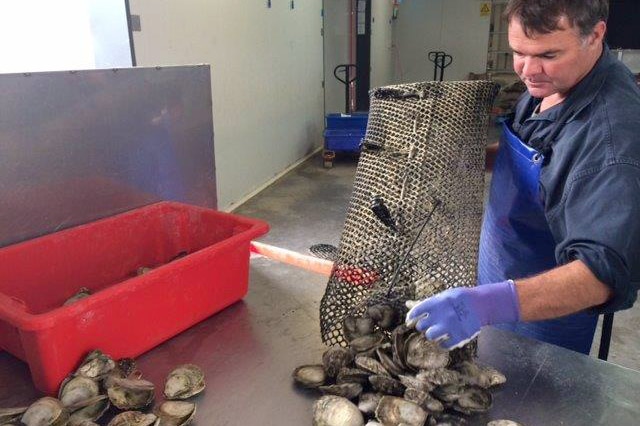 Brendan Guidera grading Angasi oysters