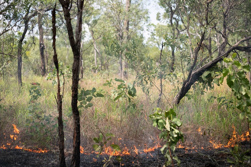 A gentle fire burns through green and brown grass in a savanna woodland. 