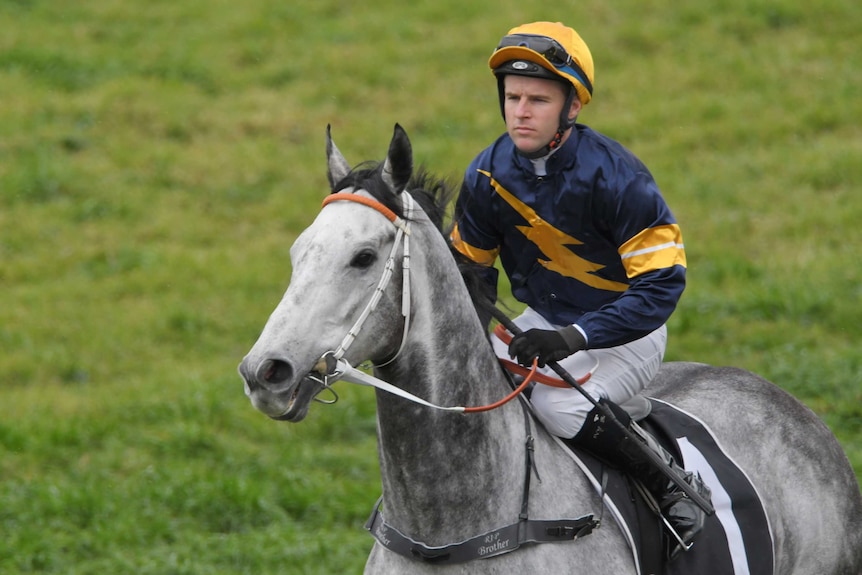A jockey sits on a grey horse.