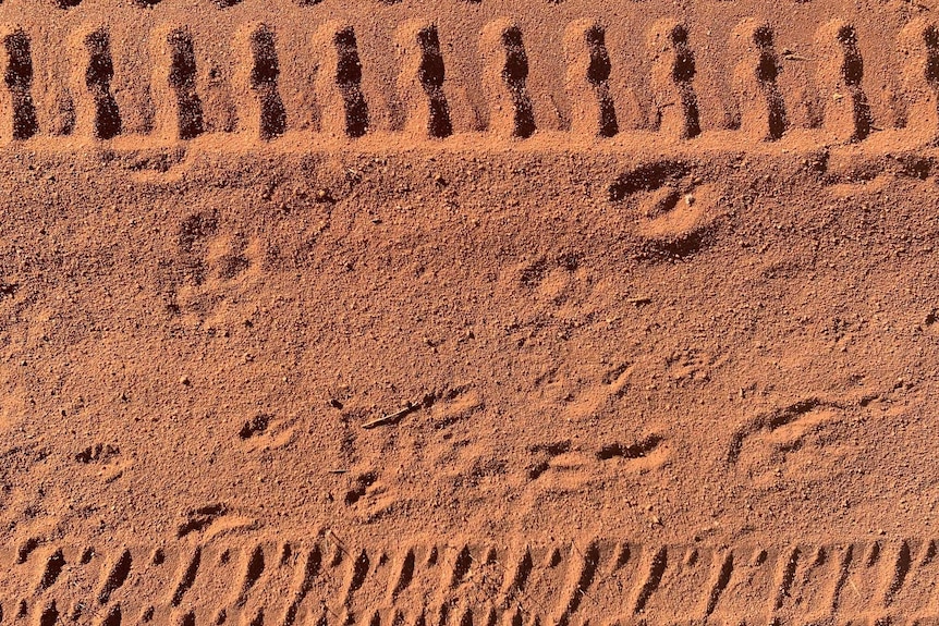 Cat tracks alongside native hopping mouse