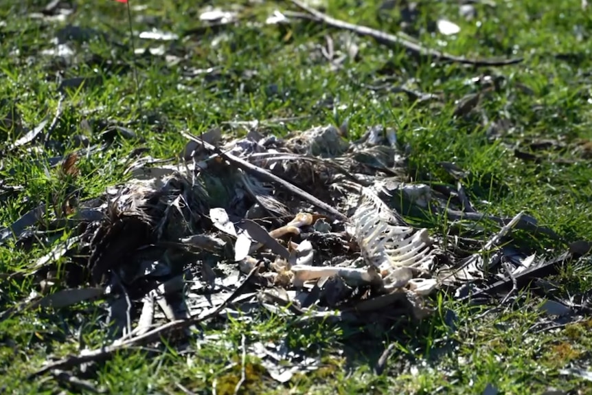 The skeleton of a native bird in a green, leafy paddock