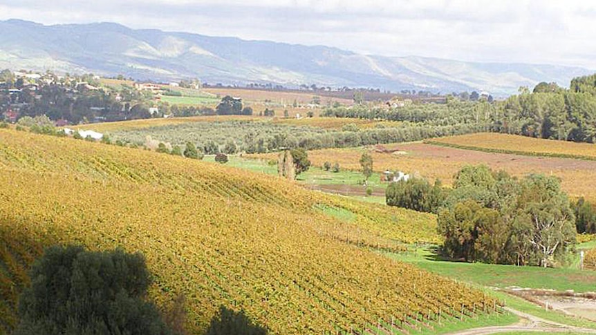 Vineyards of McLaren Vale keen to be seen as sustainable