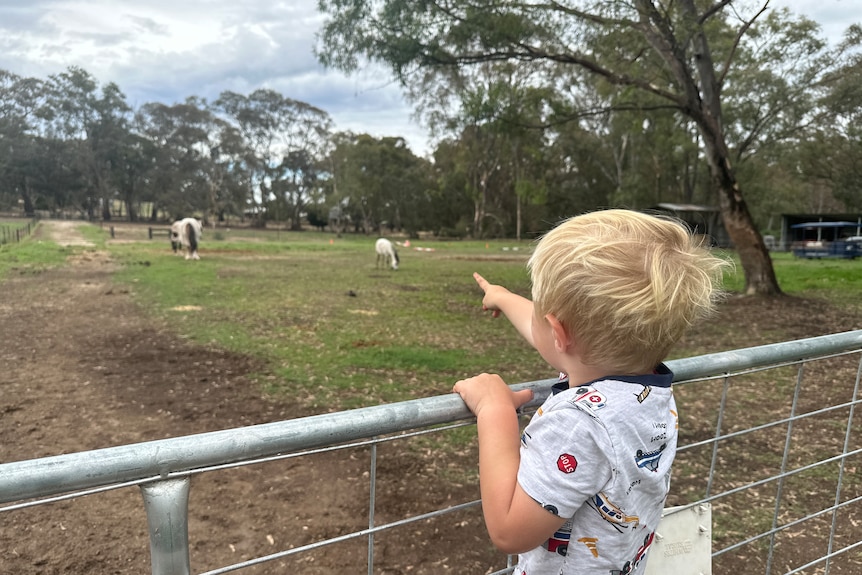 Ребенок указывает на лошадь в загоне.  Ребенок залез на ворота.