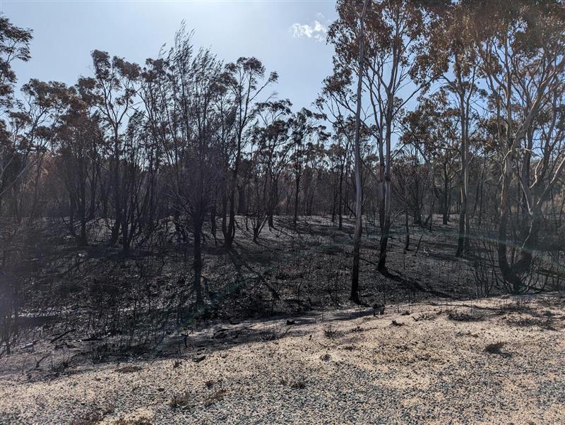 Burnt trees on the side of a road.