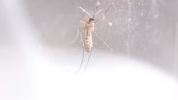 A mosquito. 
