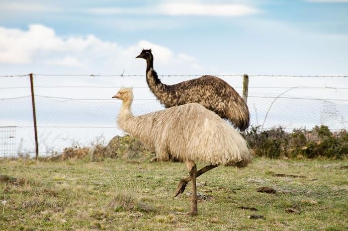 This emusing rare white emu discovered in the Snowy Monaro region of NSW.