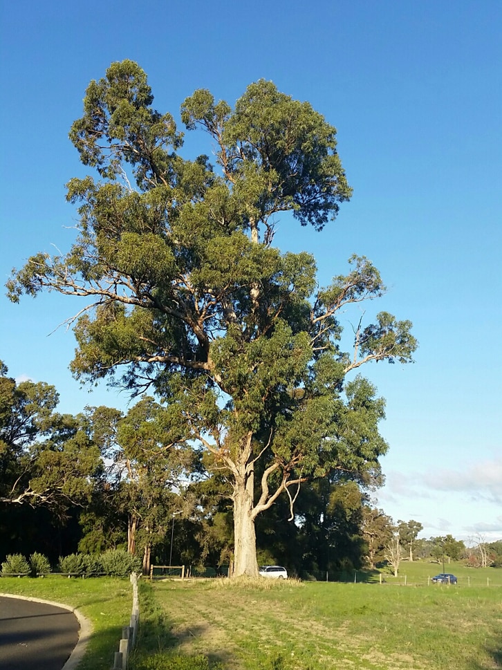A very large tuart tree in a paddock with two cars nearby