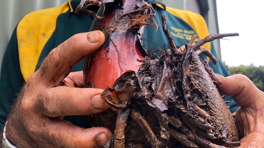 It looks a bit alien-like, but a banana sucker (cut from an established tree) has roots and a heart and will grow into a tree