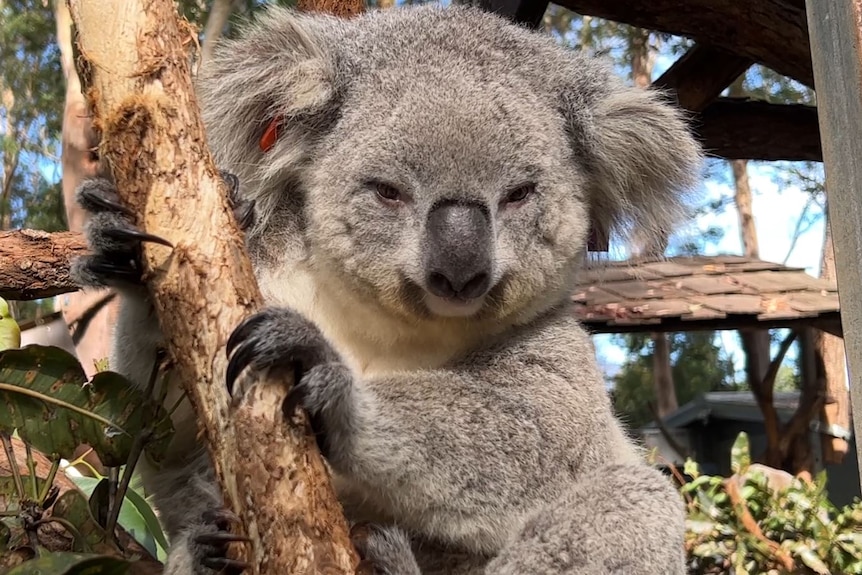 close up koala with log ear hair and round fluffy face, holding a branch with long claws in a human made habitat pen.