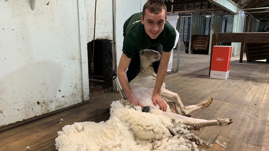 Jimmy Small smiles and holds a freshly shorn sheep in a shearing shed