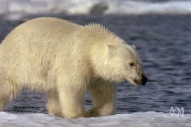 Polar bears use the ice to hunt for food
