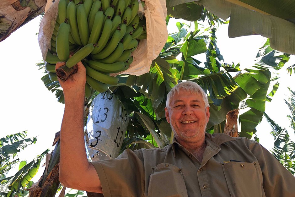 A man stands beneath a green bunch of bananas still on the tree.