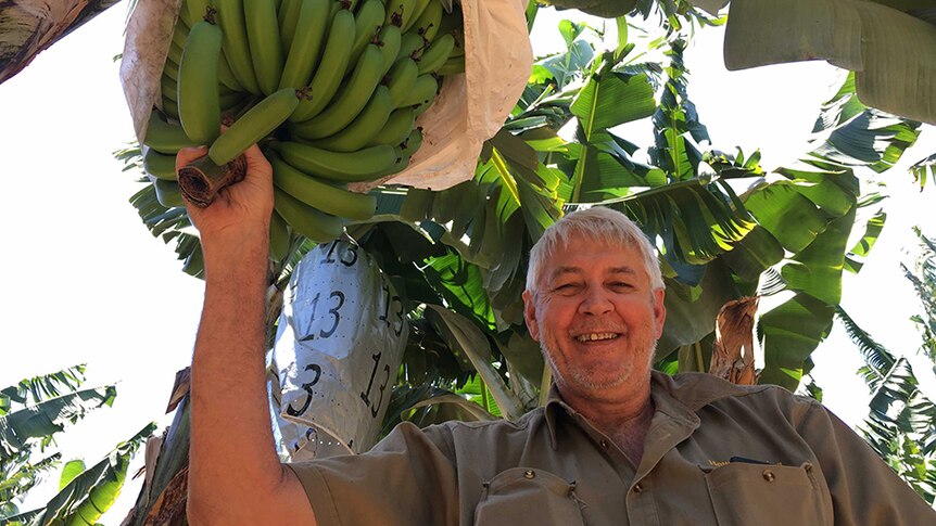 A man stands beneath a green bunch of bananas still on the tree.