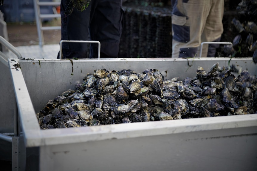 White tub containing oysters