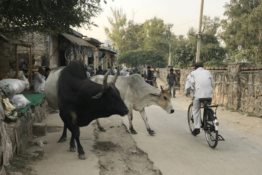 Cows in Indian village.