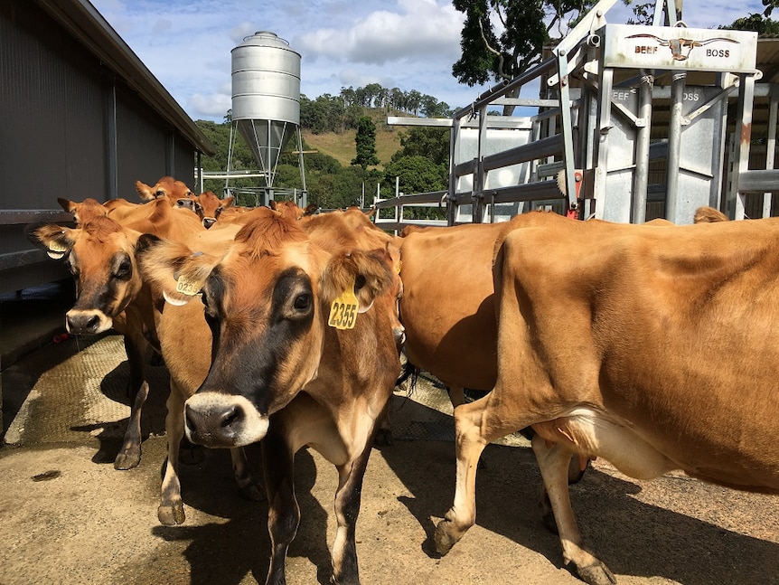 Jersey cows in the dairy.