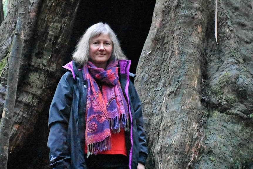 Victorian Greens MP Samantha Dunn stands next to the trunk of an enormous tree in the Toolangi State Forest