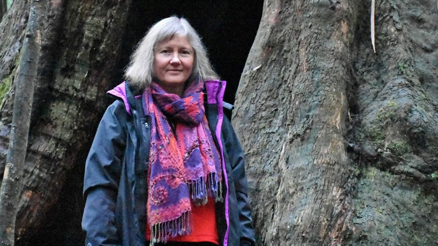 Victorian Greens MP Samantha Dunn stands next to the trunk of an enormous tree in the Toolangi State Forest