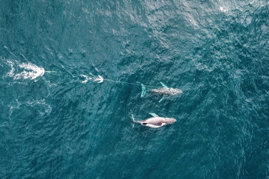 A drone shot of a whale entangled