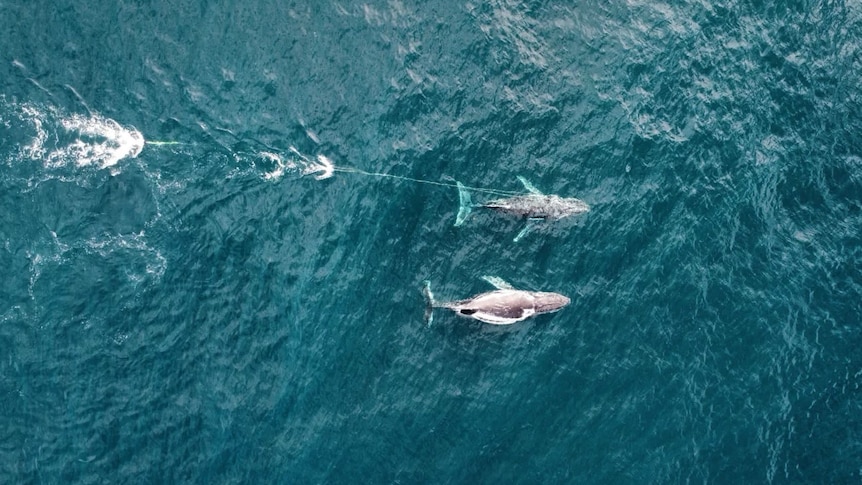 An overhead drone shot shows two whales swimming side by side, with entangled in a shark net